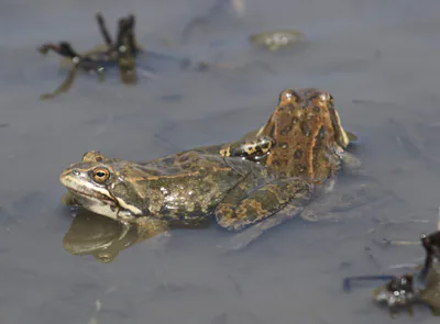 Caucasian Brown Frog (Rana macrocnemis) — Forest and mountain waters — Jan Ebr & Ivana Ebrová