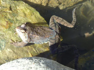 Caucasian Brown Frog (Rana macrocnemis) — Forest and mountain waters — evgeniy_57