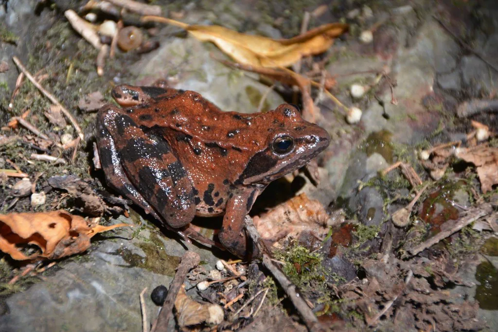 Caucasian Brown Frog (Rana macrocnemis) — Borjomi-Kharagauli National Park — ზაური ხაჩიძე
