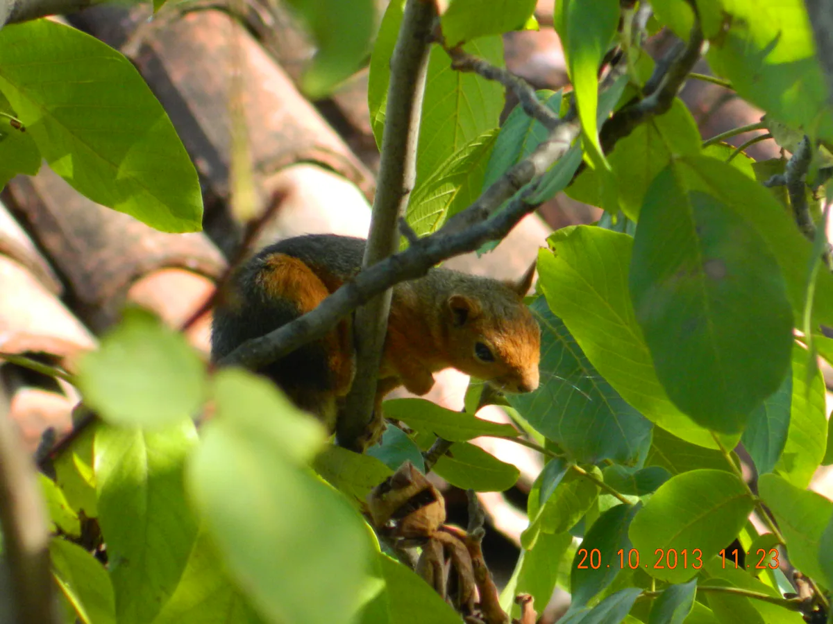 Caucasian squirrel (Sciurus anomalus) — Alaçam — VisamLord90