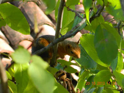 Кавказская белка (Sciurus anomalus) — ალაჩამი — VisamLord90