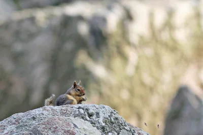 Кавказская белка (Sciurus anomalus) — ლესბოსი — Bouke ten Cate