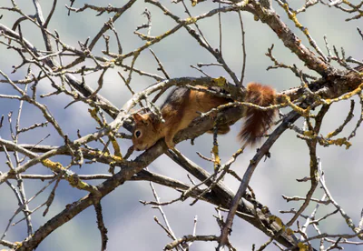 Кавказская белка (Sciurus anomalus) — საიმბეილი — Zeynel Cebeci