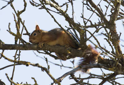 Кавказская белка (Sciurus anomalus) — საიმბეილი — Zeynel Cebeci