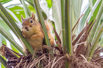Кавказская белка (Sciurus anomalus) — სტამბოლი — Esin Üstün