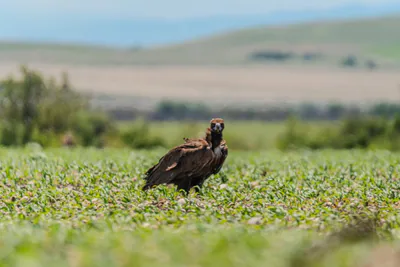 Cinereous vulture (Aegypius monachus) — Year-round resident and migrant in Georgia — Mamuka Tsiskarauli