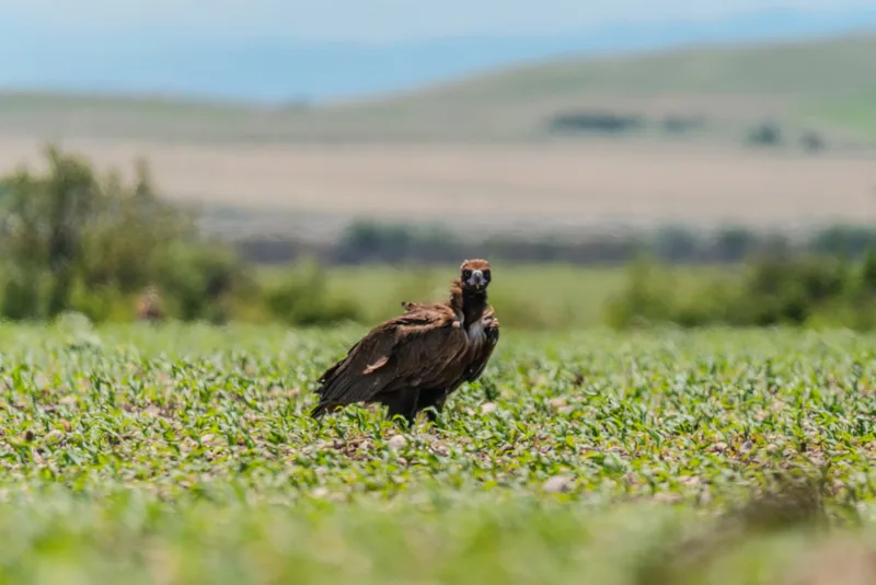 Cinereous vulture (Aegypius monachus) — Breeds in Georgia; recorded year-round and on passage — Mamuka Tsiskarauli