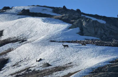 Wild goat (Capra aegagrus) — Mount Gndasar, Armenia — gailhampshire