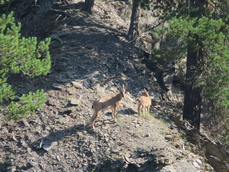 Wild goat (Capra aegagrus) — Tusheti — Nika Kerdikoshvili