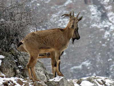 Wild goat (Capra aegagrus) — Zangezur National Park — Alexander Malkhasyan