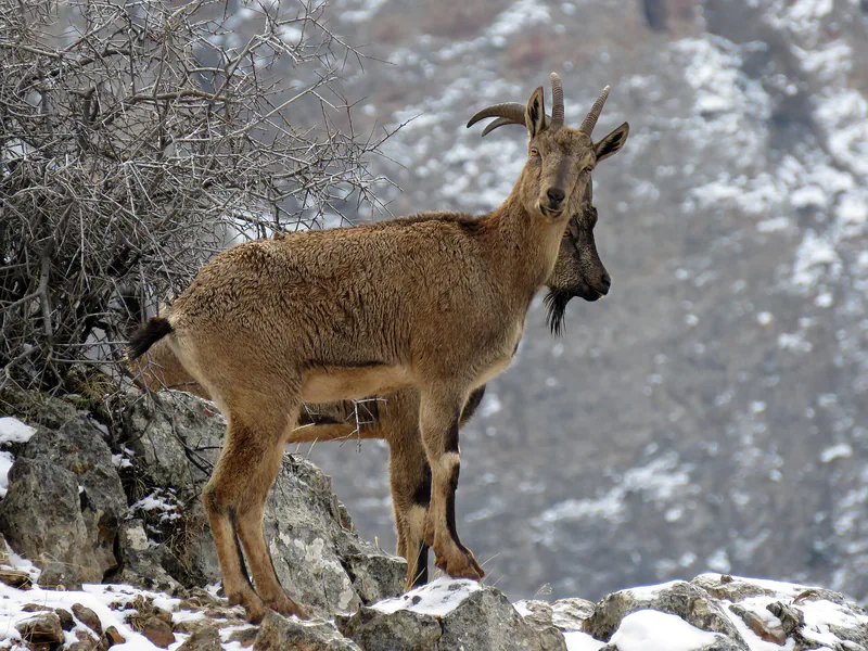Wild goat (Capra aegagrus) — Zangezur National Park — Alexander Malkhasyan