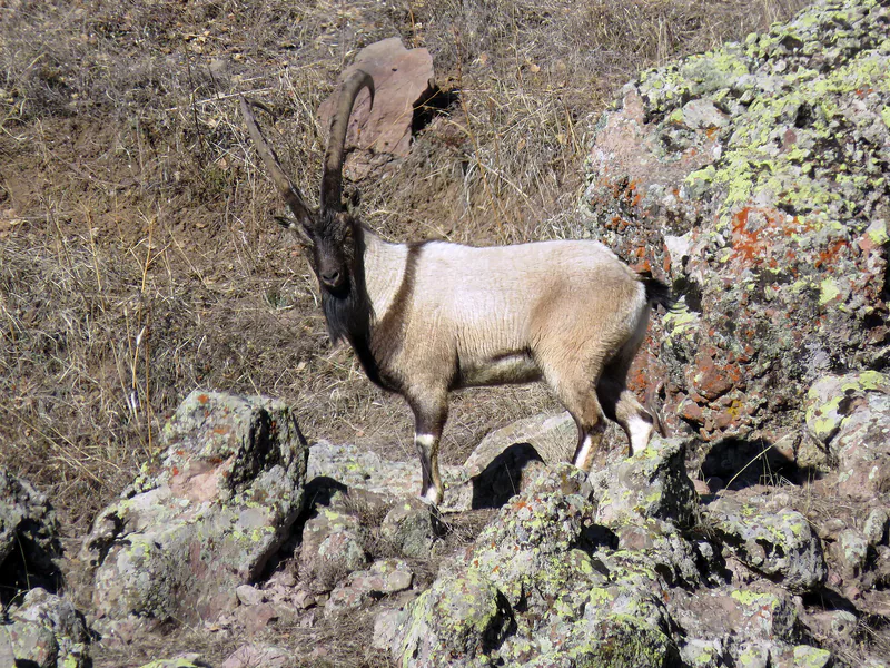 Wild goat (Capra aegagrus) — Armenia — Alexander Malkhasyan
