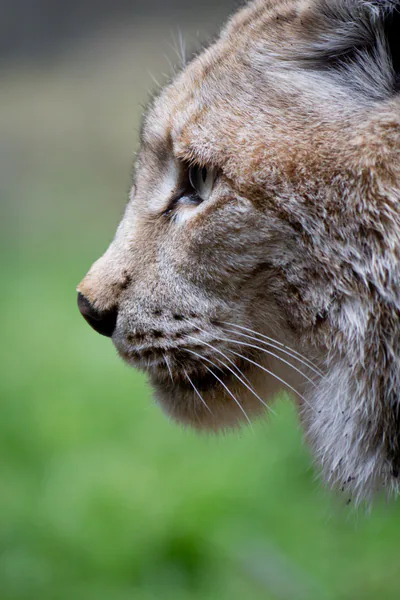 Vaşak (Lynx lynx) — მადრიდის ზოოპარკი — Carlos Delgado