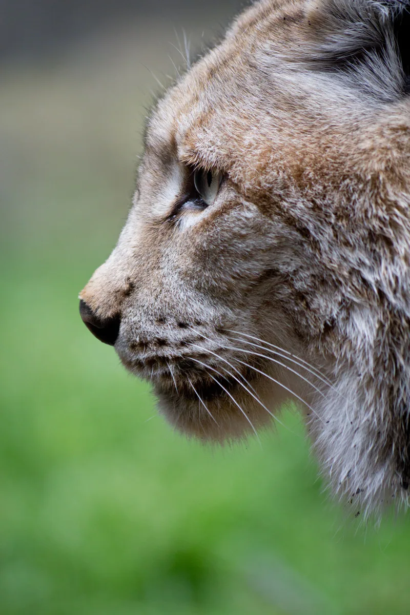 ფოცხვერი (Lynx lynx) — მადრიდის ზოოპარკი — Carlos Delgado
