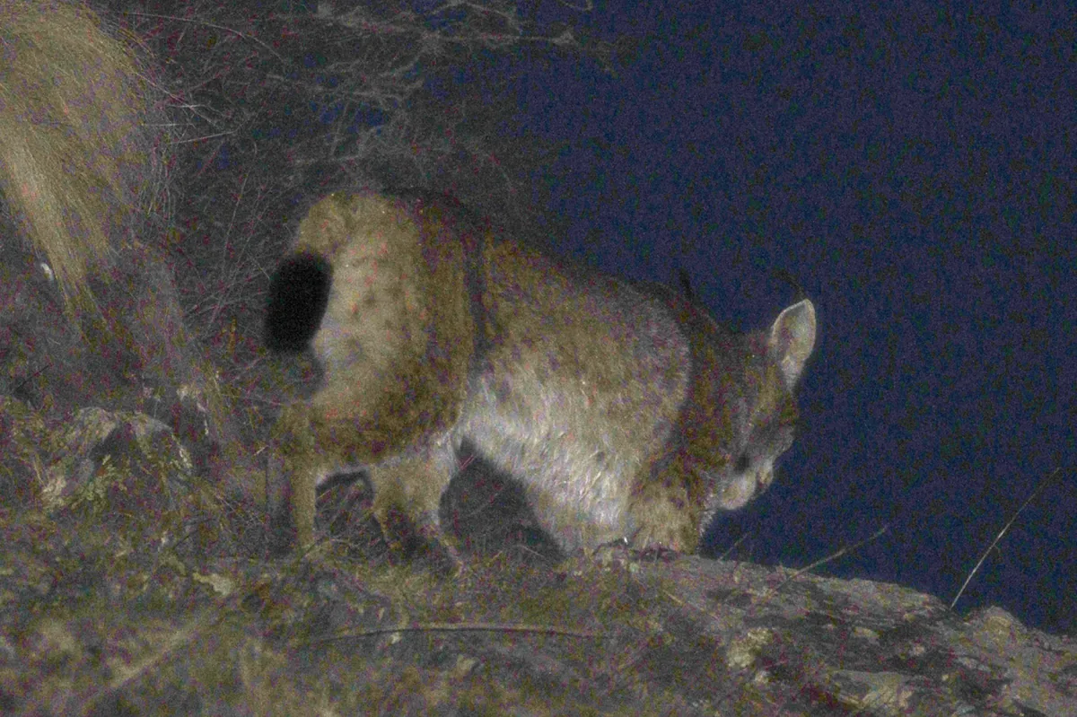 แคแแชแฎแแแ แ (Lynx lynx) แแฃแแแแแ แกแแฅแแ แแแแแแจแ