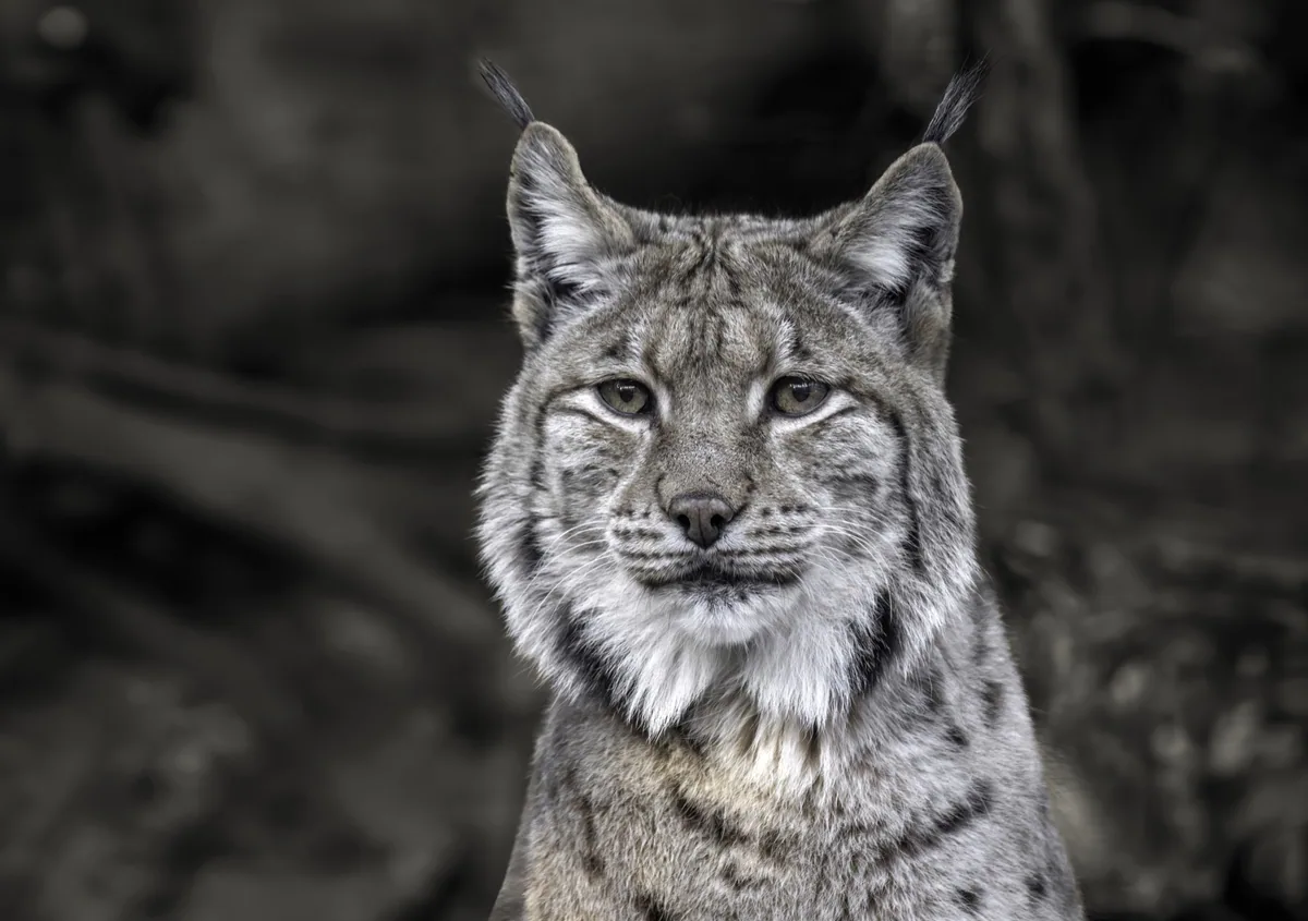 ფოცხვერი (Lynx lynx) — ალპენზოო, ინსბრუკი — Wilfredo Rafael Rodriguez Hernandez