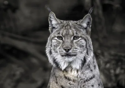 Vaşak (Lynx lynx) — ალპენზოო, ინსბრუკი — Wilfredo Rafael Rodriguez Hernandez