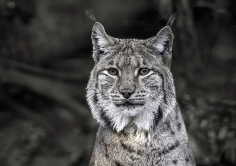 ფოცხვერი (Lynx lynx) — ალპენზოო, ინსბრუკი — Wilfredo Rafael Rodriguez Hernandez