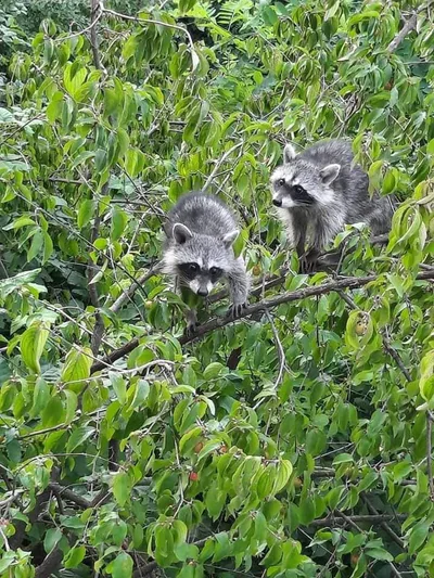 Raccoon (Procyon lotor) — Sighnaghi — Giga Shushtakashvili