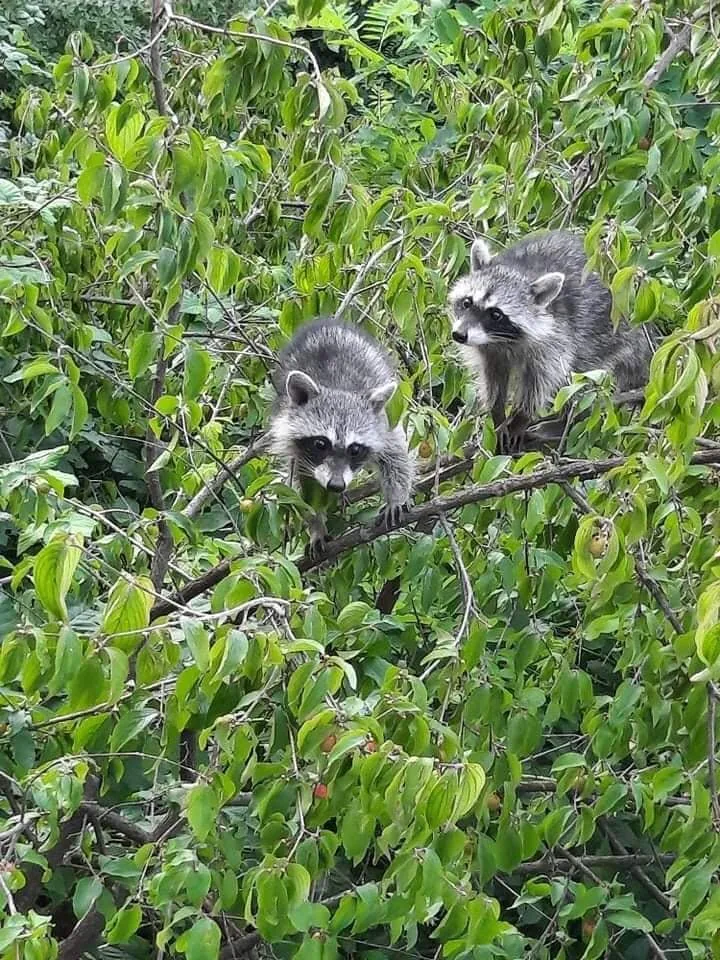 Raccoon (Procyon lotor) — Sighnaghi — Giga Shushtakashvili
