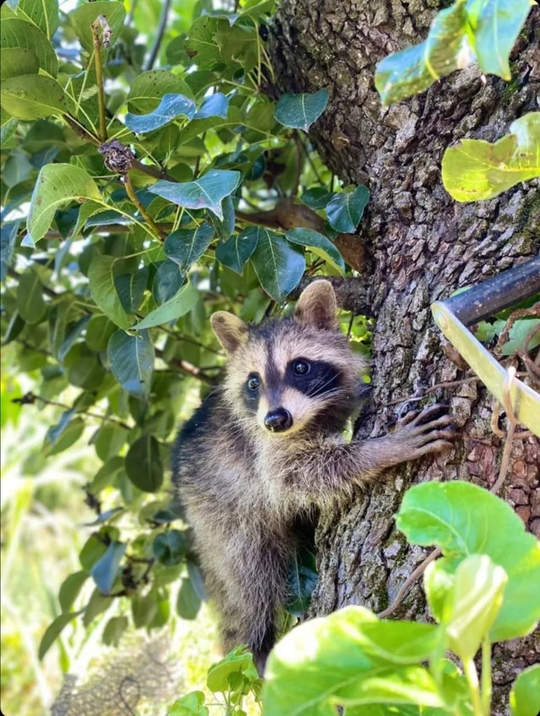 Raccoon (Procyon lotor) — Introduced in Georgia — Gio Tatulishvili