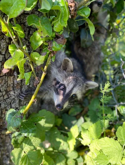 Raccoon (Procyon lotor) — Introduced in Georgia — Gio Tatulishvili