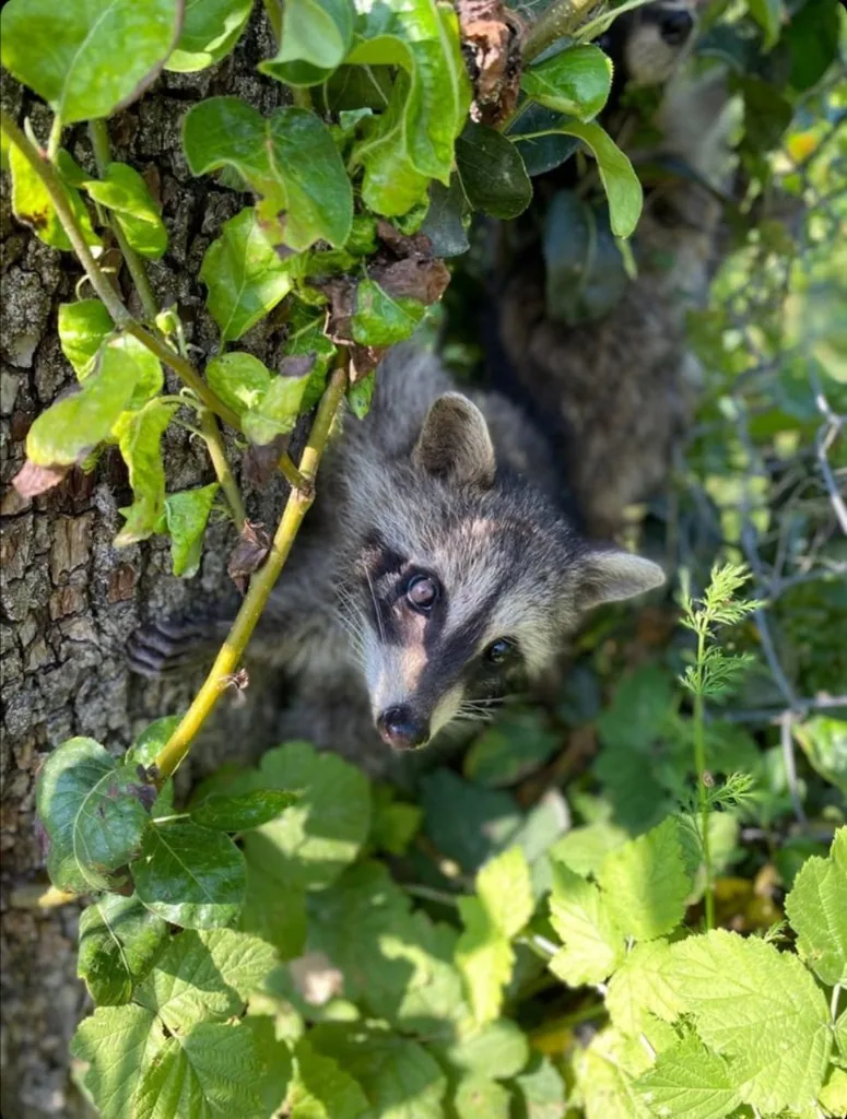 Raccoon (Procyon lotor) — Introduced in Georgia — Gio Tatulishvili