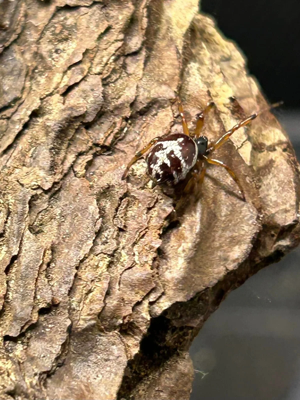 Ложный каракурт (Steatoda paykulliana)