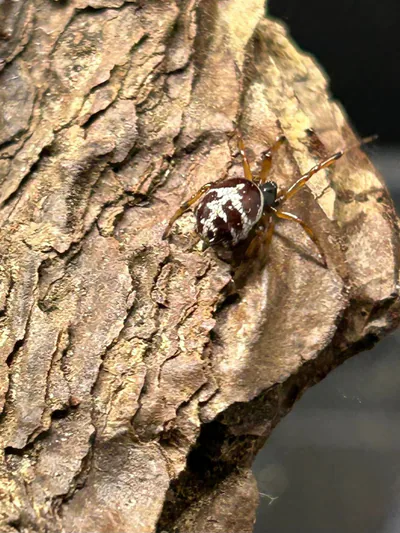 Ложный каракурт (Steatoda paykulliana) — Кахетия, Самцхе–Джавахети и Аджария