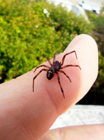 Ложный каракурт (Steatoda paykulliana) — ბულგარეთი