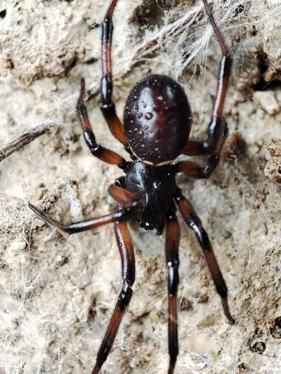 Ложный каракурт (Steatoda paykulliana) — ბულგარეთი