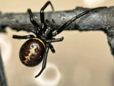 Ложный каракурт (Steatoda paykulliana) — Кахетия, Самцхе–Джавахети и Аджария — ბენ ტურნერი