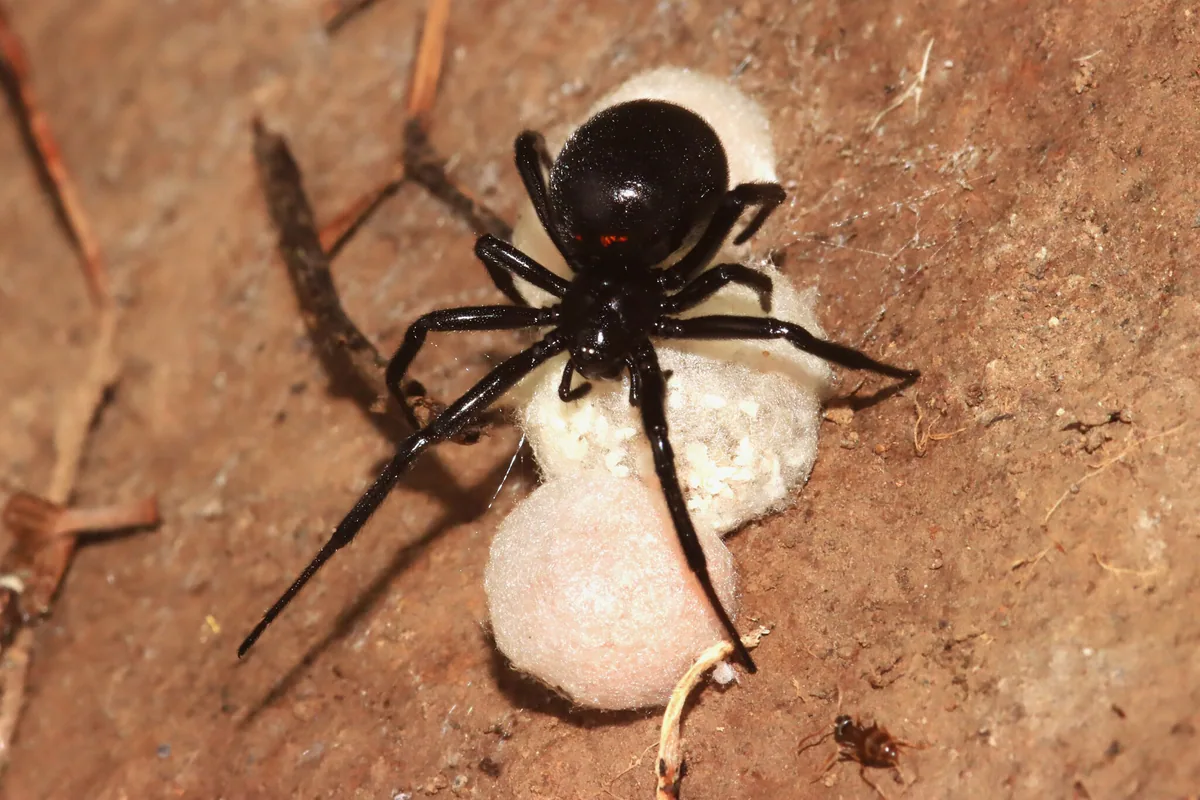 Ложный каракурт (Steatoda paykulliana) — Шуахеви — Christian Langner