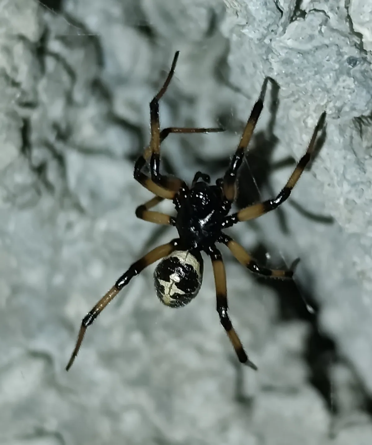 Ложный каракурт (Steatoda paykulliana) — Лагодехи — Denis Kitel