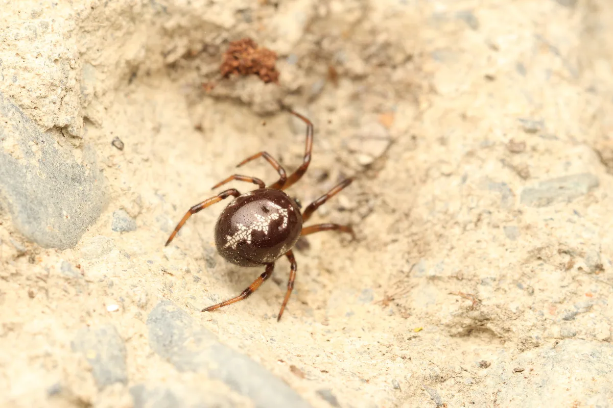 Ложный каракурт (Steatoda paykulliana) — Лагодехи — Fabian A. Boetzl