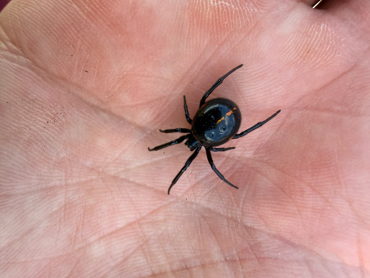 Ложный каракурт (Steatoda paykulliana) — Дедоплисцкаро — Теймураз Попиашвили