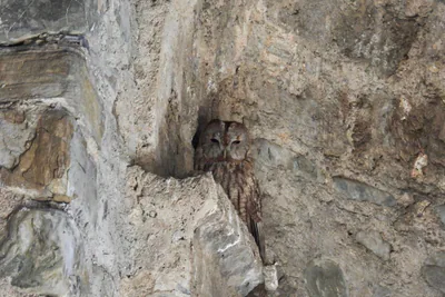 Tawny owl (Strix aluco) — Year-round resident in Georgia