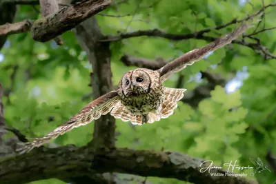 Tawny owl (Strix aluco) — Year-round resident in Georgia