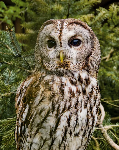 Tawny owl (Strix aluco) — Lüneburg Heath Wildlife Park — Michael Gäbler