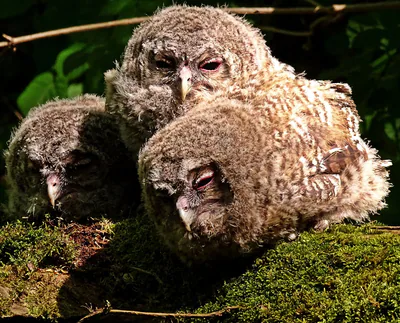 Tawny owl (Strix aluco) — Vršac Mountains — Zoran Gavrilović