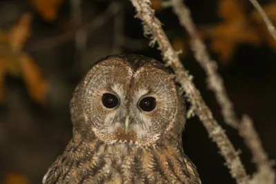 Tawny owl (Strix aluco)