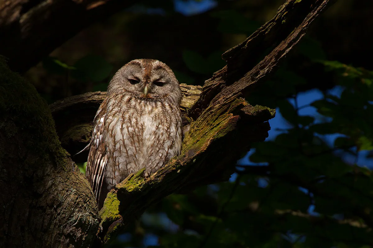 Tawny owl (Strix aluco) Year-round resident in Georgia