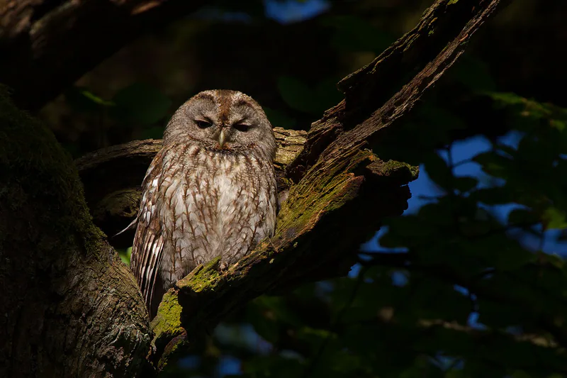 Tawny owl (Strix aluco) — Marburg — Andreas Trepte