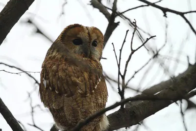 Tawny owl (Strix aluco) — Alaverdi — Zakro Songulashvili