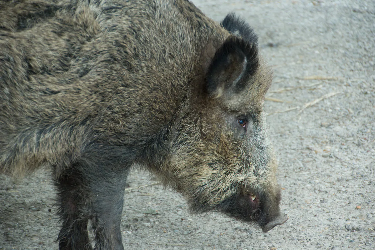 Wild boar (Sus scrofa) — Oberursel — Bramans