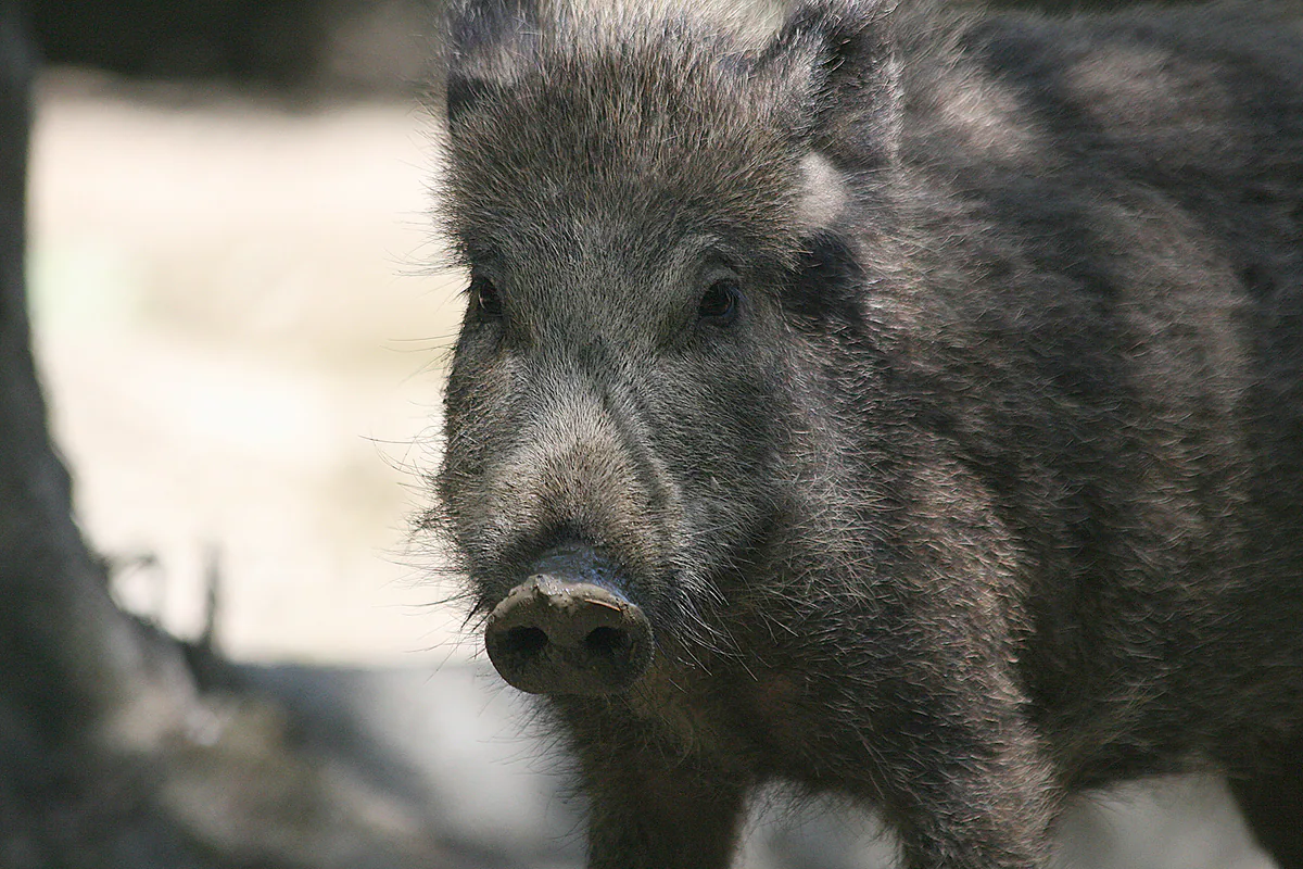 แแแ แแฃแแ แฆแแ แ (Sus scrofa) แแฃแแแแแ แกแแฅแแ แแแแแแจแ