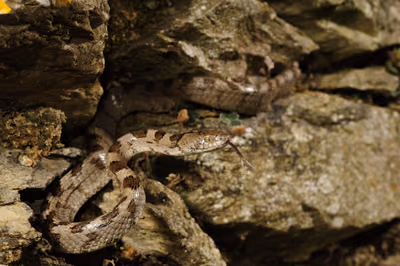 European cat snake (Telescopus fallax) — Eastern and southern Georgia — Benny Trapp
