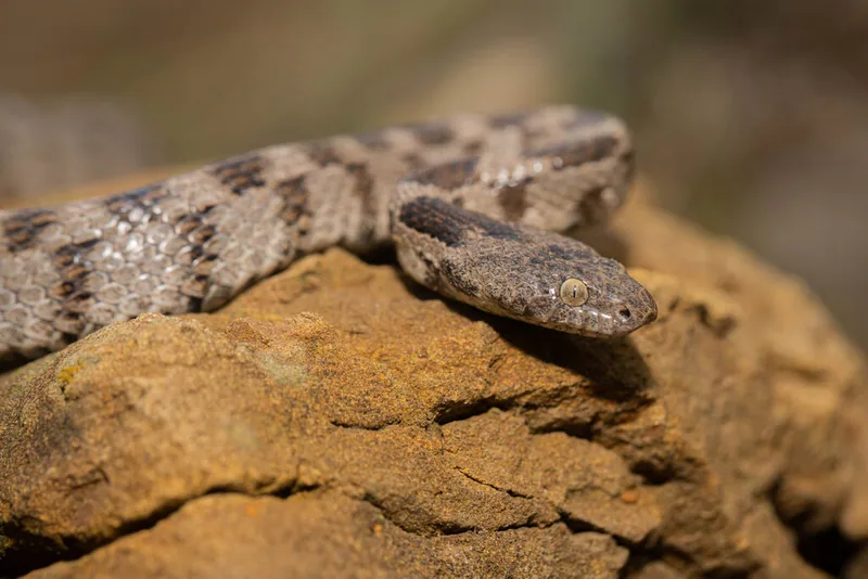 European cat snake (Telescopus fallax) — Kumisi Lake — Alex Ville