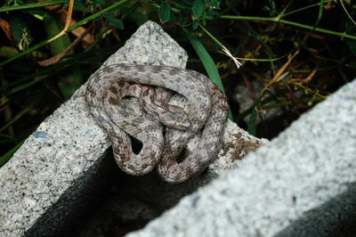 European cat snake (Telescopus fallax) — Karsani — Gocha Nemsadze