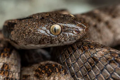 European cat snake (Telescopus fallax) — Shulaveri — Titouan Roguet
